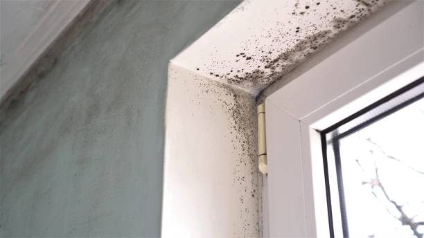 Reliable Athens, WV Mold Removal Solutions