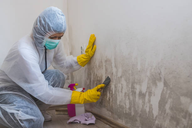 Best Mold Removal Company Near Me  in Athens, WV