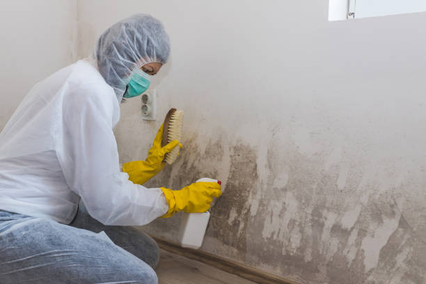 Best Professional Mold Removal  in Athens, WV