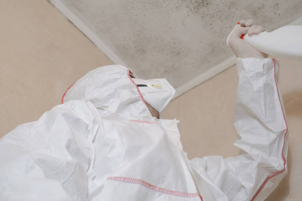 Best Local Mold Removal Service  in Athens, WV