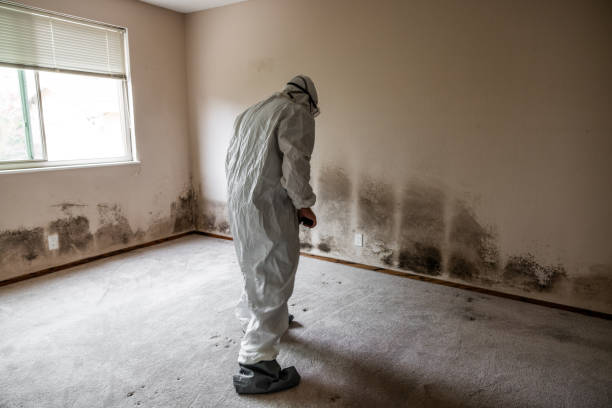 Best Office Mold Removal Services  in Athens, WV