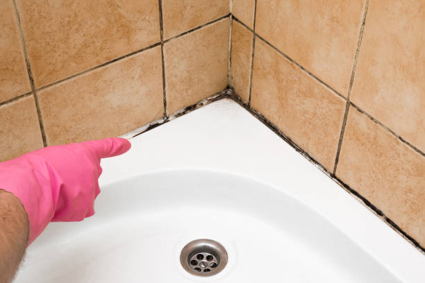 Best Crawl Space Mold Removal  in Athens, WV